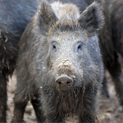I've just come to say hello
Schlüsselwörter: Animal Animal Husbandry Animals Boar Boars Ham Hamming Hog Hogs Husbandry Land Mammal Land Mammals Livestock Livestock Farming Pig Pigs Swine Terrestrial Mammal Terrestrial Mammals Wild