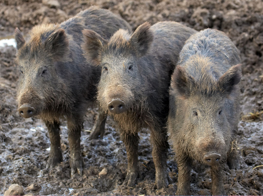 OK, what mischief can we ..............
Keywords: Animal Animal Husbandry Animals Boar Boars Ham Hamming Hog Hogs Husbandry Land Mammal Land Mammals Livestock Livestock Farming Pig Pigs Swine Terrestrial Mammal Terrestrial Mammals Wild