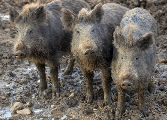 ......... get up to now?!
Palabras clave: Animal Animal Husbandry Animals Boar Boars Ham Hamming Hog Hogs Husbandry Land Mammal Land Mammals Livestock Livestock Farming Pig Pigs Swine Terrestrial Mammal Terrestrial Mammals Wild