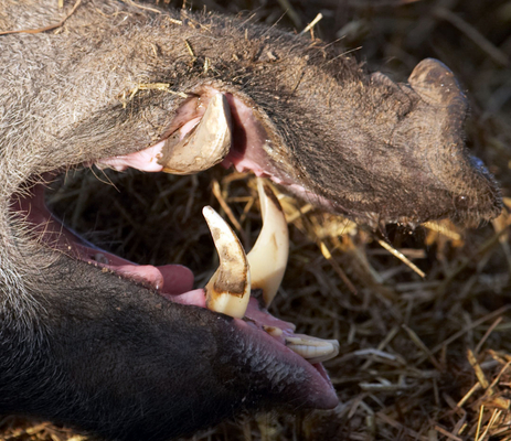 Don't mess with me..............
Ključne besede: Animal Animal Husbandry Animals Boar Boars Ham Hamming Hog Hogs Husbandry Land Mammal Land Mammals Livestock Livestock Farming Pig Pigs Swine teeth Terrestrial Mammal Terrestrial Mammals Tusk Tusks Wild