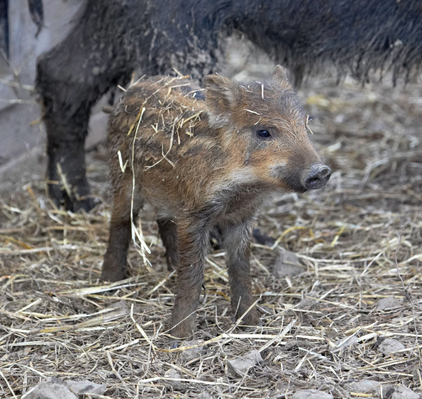 ......... I'm full now
Λέξεις-κλειδιά: Animal Animal Husbandry Animals Boar Boars Ham Hamming Hog Hogs Husbandry Land Mammal Land Mammals Livestock Livestock Farming Pig piglet Pigs Swine Terrestrial Mammal Terrestrial Mammals Wild