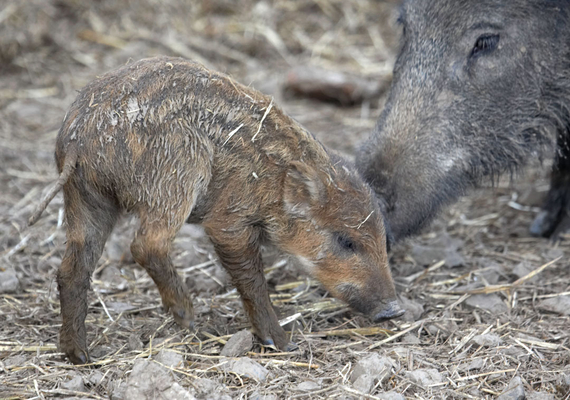 You OK, hon?
Keywords: Animal Animal Husbandry Animals Boar Boars Ham Hamming Hog Hogs Husbandry Land Mammal Land Mammals Livestock Livestock Farming Mother Pig piglet Pigs Swine Terrestrial Mammal Terrestrial Mammals Wild