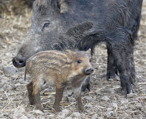 Jus' checking you're OK
Palabras clave: Animal Animal Husbandry Animals Boar Boars Ham Hamming Hog Hogs Husbandry Land Mammal Land Mammals Livestock Livestock Farming mother Pig Piglet Pigs Swine Terrestrial Mammal Terrestrial Mammals Wild