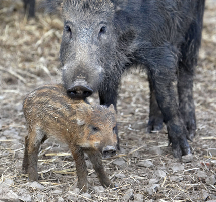 Yep, this is my baby
Keywords: Animal Animal Husbandry Animals Boar Boars Ham Hamming Hog Hogs Husbandry Land Mammal Land Mammals Livestock Livestock Farming mother Pig Piglet Pigs Swine Terrestrial Mammal Terrestrial Mammals Wild