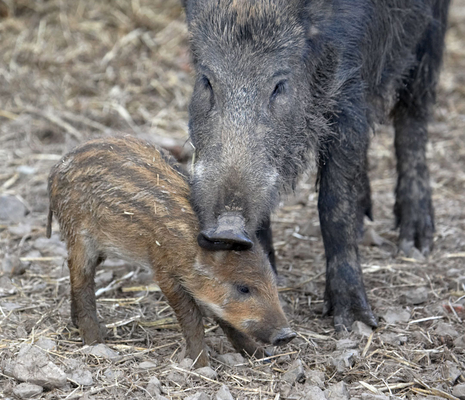 Let's give you a kiss
Schlüsselwörter: Animal Animal Husbandry Animals Boar Boars Ham Hamming Hog Hogs Husbandry kiss Land Mammal Land Mammals Livestock Livestock Farming Mother Pig Piglet Pigs Swine Terrestrial Mammal Terrestrial Mammals Wild
