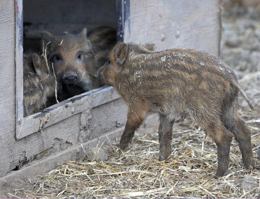 Hey, wanna come play
Palabras clave: Animal Animal Husbandry Animals Boar Boars Ham Hamming Hog Hogs Husbandry Land Mammal Land Mammals Livestock Livestock Farming Pig Piglet piglets Pigs Swine Terrestrial Mammal Terrestrial Mammals Wild