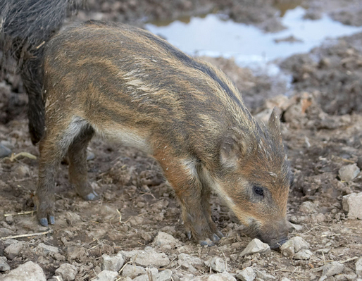 Wot's this?
Ключевые слова: Animal Animal Husbandry Animals Boar Boars Ham Hamming Hog Hogs Husbandry Land Mammal Land Mammals Livestock Livestock Farming Pig Piglet piglets Pigs Swine Terrestrial Mammal Terrestrial Mammals Wild