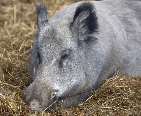 Nap time
Palabras clave: Animal Animal Husbandry Animals Boar Boars Ham Hamming Hog Hogs Husbandry Land Mammal Land Mammals Livestock Livestock Farming Pig Pigs Swine Terrestrial Mammal Terrestrial Mammals Wild