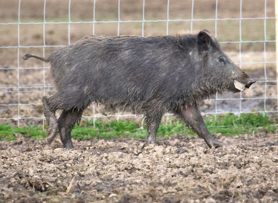 Hey, it's playtime
Anahtar kelimeler: Animal Animal Husbandry Animals Boar Boars Ham Hamming Hog Hogs Husbandry Land Mammal Land Mammals Livestock Livestock Farming Pig Pigs Play Playing Playtime stick Swine Terrestrial Mammal Terrestrial Mammals Wild