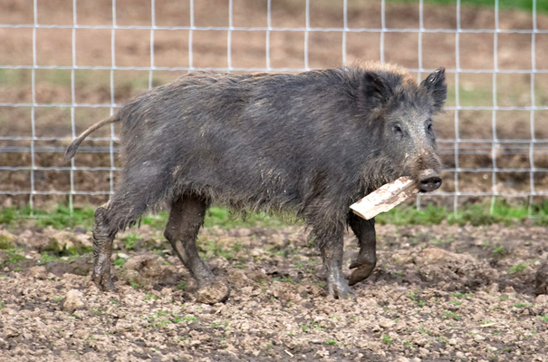 I learned this from those guest doggies next door
Ključne besede: Animal Animal Husbandry Animals Boar Boars Ham Hamming Hog Hogs Husbandry Land Mammal Land Mammals Livestock Livestock Farming Pig Pigs Play Playing Playtime stick Swine Terrestrial Mammal Terrestrial Mammals Wild