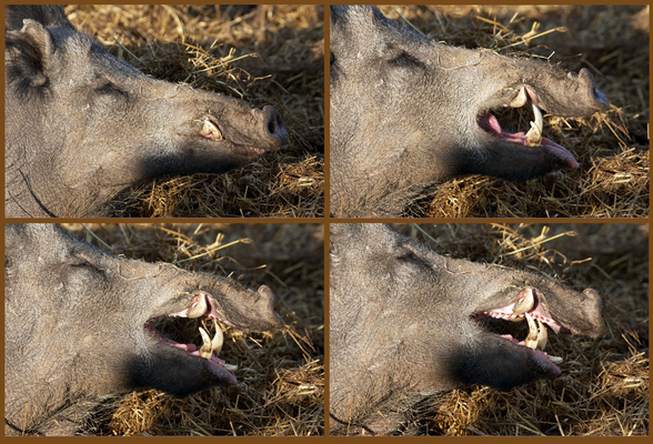 I'll show them how fierce I can be
Schlüsselwörter: Animal Animal Husbandry Animals Boar Boars Ham Hamming Hog Hogs Husbandry Land Mammal Land Mammals Livestock Livestock Farming Pig Pigs Swine Terrestrial Mammal Terrestrial Mammals Wild