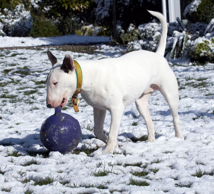Gotta get .........
Anahtar kelimeler: Animal Animals Ball Canine Canines Dog Dogs English Bull Terrier Land Mammal Land Mammals Mana Play Playing playtime Snow Terrestrial Mammal Terrestrial Mammals Terriers