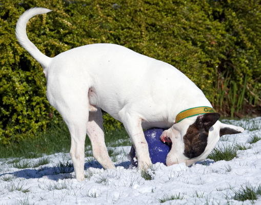 ......... a good grip
Słowa kluczowe: Animal Animals Ball Canine Canines Dog Dogs English Bull Terrier Land Mammal Land Mammals Mana Play Playing playtime Snow Terrestrial Mammal Terrestrial Mammals Terriers