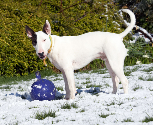 WOT???
Keywords: Animal Animals Ball Canine Canines Dog Dogs English Bull Terrier Land Mammal Land Mammals Mana Play Playing playtime Snow Terrestrial Mammal Terrestrial Mammals Terriers