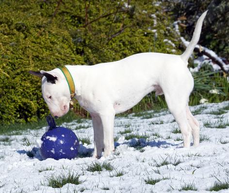 Now, wot was I doin'?!
Ключові слова: Animal Animals Ball Canine Canines Dog Dogs English Bull Terrier Land Mammal Land Mammals Mana Play Playing playtime Snow Terrestrial Mammal Terrestrial Mammals Terriers