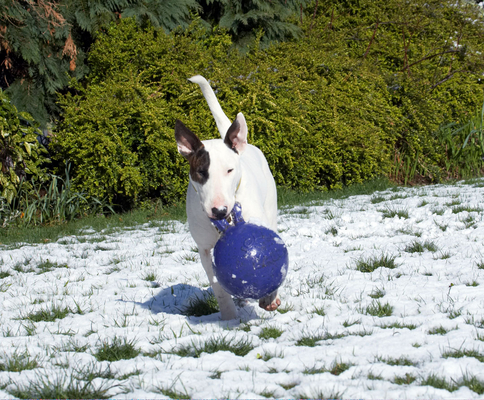 Here I come
Ключові слова: Animal Animals Ball Canine Canines Dog Dogs English Bull Terrier Land Mammal Land Mammals Mana Play Playing playtime Snow Terrestrial Mammal Terrestrial Mammals Terriers