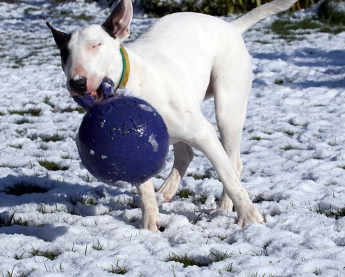 Ooh, ooh, I am having sooooooooooo much fun
Avainsanat: Animal Animals Ball Canine Canines Dog Dogs English Bull Terrier Land Mammal Land Mammals Mana Play Playing playtime Snow Terrestrial Mammal Terrestrial Mammals Terriers