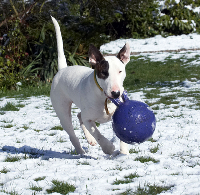 ........... gotta take it somewhere safe
Keywords: Animal Animals Ball Canine Canines Dog Dogs English Bull Terrier Land Mammal Land Mammals Mana Play Playing playtime Snow Terrestrial Mammal Terrestrial Mammals Terriers