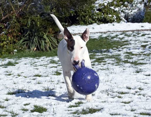 I am NEVER letting go of this ball
Palabras clave: Animal Animals Ball Canine Canines Dog Dogs English Bull Terrier Land Mammal Land Mammals Mana Play Playing playtime Snow Terrestrial Mammal Terrestrial Mammals Terriers