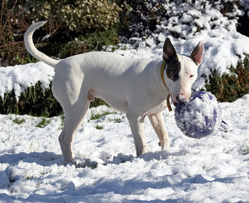 Oooh, that was a surprise
Keywords: Animal Animals Ball Canine Canines Dog Dogs English Bull Terrier Land Mammal Land Mammals Mana Play Playing playtime Snow Terrestrial Mammal Terrestrial Mammals Terriers