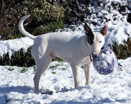 WOT do I look like...........
Λέξεις-κλειδιά: Animal Animals Ball Canine Canines Dog Dogs English Bull Terrier Land Mammal Land Mammals Mana Play Playing playtime Snow Terrestrial Mammal Terrestrial Mammals Terriers