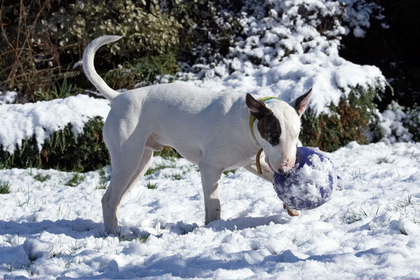 Time to play
Słowa kluczowe: Animal Animals Ball Canine Canines Dog Dogs English Bull Terrier Land Mammal Land Mammals Mana Play Playing playtime Snow Terrestrial Mammal Terrestrial Mammals Terriers