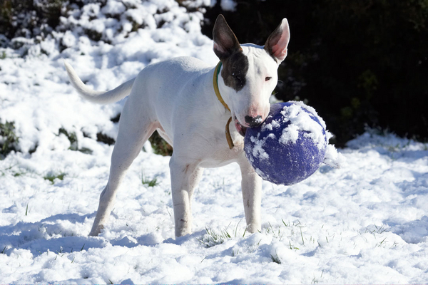 I know, I'm a cheeky monkey
الكلمات الإستدلالية(لتسهيل البحث): Animal Animals Ball Canine Canines Dog Dogs English Bull Terrier Land Mammal Land Mammals Mana Play Playing playtime Snow Terrestrial Mammal Terrestrial Mammals Terriers