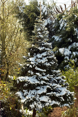 All it needs is decoration
Schlüsselwörter: Pine snow Tree
