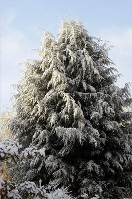 Pity this wasn't at Christmas
Our first snowfall of the winter - in spring!!  April 2008
Schlüsselwörter: April Blue Farm Fir Lucies Skies Sky Snow Spring Tree Weather Whitecroft