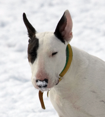Oooh, it's wet and cold
Anahtar kelimeler: April English Bull Terrier Farm Lucies Mana Snow Spring Terriers Weather Whitecroft