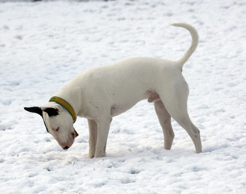 What IS this stuff
Keywords: April English Bull Terrier Farm Lucies Mana Snow Spring Terriers Weather Whitecroft