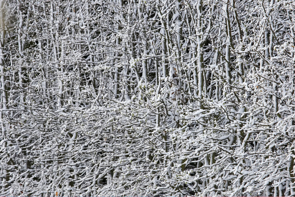 .......... everything covered
Keywords: April Farm Lucies Snow Spring Weather Whitecroft
