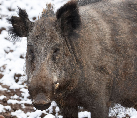 We don't have snow where we come from
Λέξεις-κλειδιά: April Boar Farm Lucies Pig Pigs Snow Spring Weather Whitecroft Wild