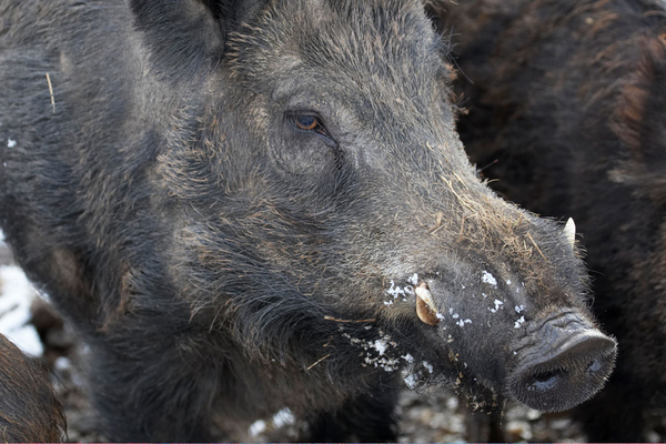 What IS this wet stuff??
Keywords: April Boar Farm Lucies Pig Pigs Snow Spring Weather Whitecroft Wild