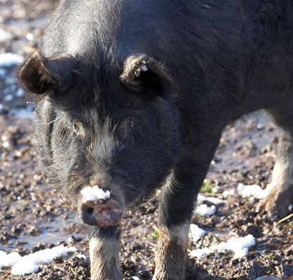 'Ere, wot's this??
Ključne besede: April Berkshire Berkshires Farm Lucies Pig Pigs Snow Spring Weather Whitecroft