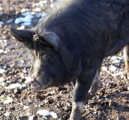 I'm still trying to work it out
Keywords: April Berkshire Berkshires Farm Lucies Pig Pigs Snow Spring Weather Whitecroft