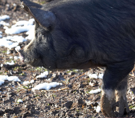 'sfunny int it!!
Ключові слова: April Berkshire Berkshires Farm Lucies Pig Pigs Snow Spring Weather Whitecroft