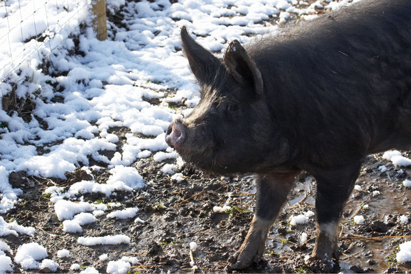 It's still there!!
Ключови думи: April Berkshire Berkshires Farm Lucies Pig Pigs Snow Spring Weather Whitecroft