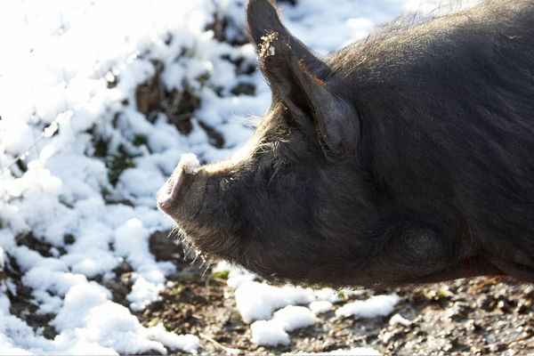 I jus' can't work this out
Keywords: April Berkshires Berkshrie Farm Lucies Pig Pigs Snow Spring Weather Whitecroft