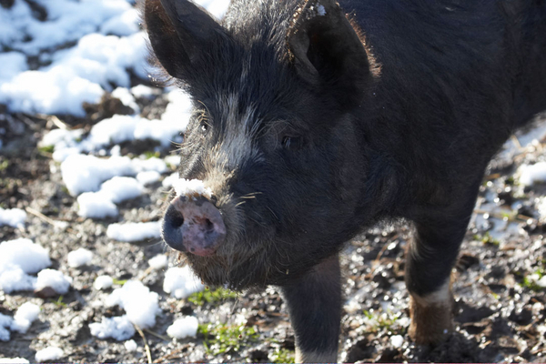 This is really peculiar
Ključne besede: April Berkshire Berkshires Farm Lucies Pig Pigs Snow Spring Weather Whitecroft