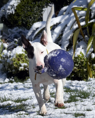 This stuff isn't gonna stop me playing
Keywords: April Ball English Bull Terrier Farm Lucies Mana Snow Spring Terriers Weather Whitecroft