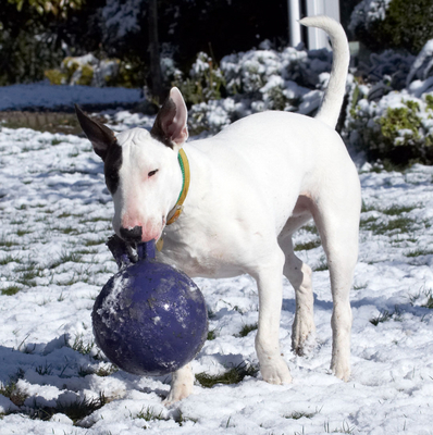 Bet you can't see me.......
Palabras clave: April Ball English Bull Terrier Farm Lucies Mana Snow Spring Terriers Weather Whitecroft