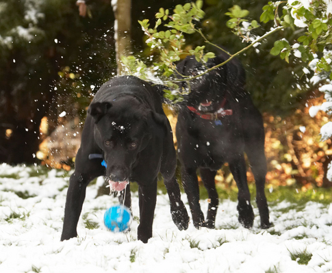 Wow, that's cold
Anahtar kelimeler: Animal Animals Ball Buddy Canine Canines Dog Dogs Harvey Labrador Labradors Land Mammal Land Mammals Play Playing Playtime Snow Terrestrial Mammal Terrestrial Mammals tongue