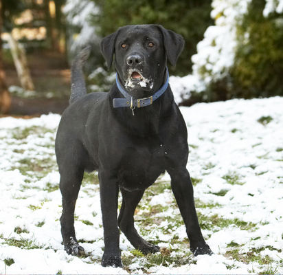 What IS this white stuff??
Keywords: Animal Animals Buddy Canine Canines Dog Dogs Labrador Labradors Land Mammal Land Mammals Play Playing Playtime Snow Terrestrial Mammal Terrestrial Mammals