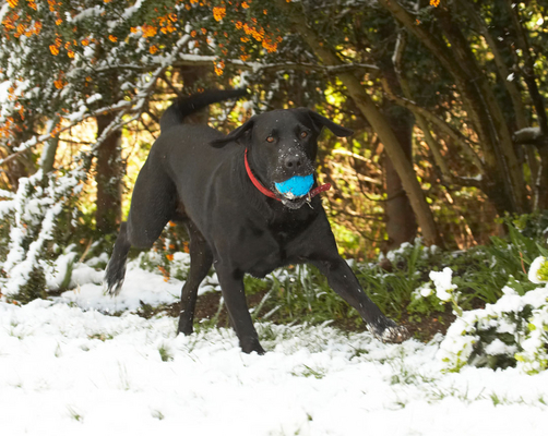 It's cold on the tootsies
Palabras clave: Animal Animals Ball Canine Canines Dog Dogs Harvey Labrador Labradors Land Mammal Land Mammals Play Playing Playtime Run running Snow Terrestrial Mammal Terrestrial Mammals