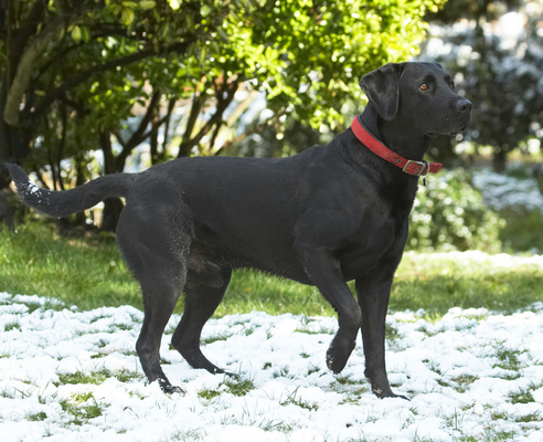 Go on - throw
Palabras clave: Animal Animals Canine Canines Dog Dogs Harvey Labrador Labradors Land Mammal Land Mammals Play Playing Playtime Snow Terrestrial Mammal Terrestrial Mammals