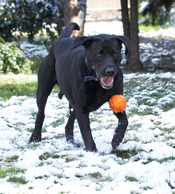 Perfect ...........
Λέξεις-κλειδιά: Animal Animals ball Buddy Canine Canines Dog Dogs Labrador Labradors Land Mammal Land Mammals Play Playing Playtime Snow Terrestrial Mammal Terrestrial Mammals