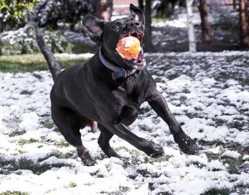 ........ catch!
Λέξεις-κλειδιά: Animal Animals Ball Buddy Canine Canines catch Dog Dogs Harvey Labrador Labradors Land Mammal Land Mammals Play Playing Playtime Snow Terrestrial Mammal Terrestrial Mammals
