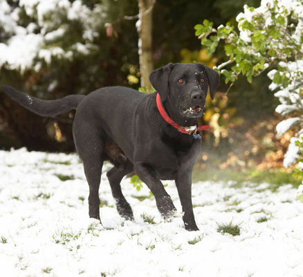 I am ready and ..............
Λέξεις-κλειδιά: Animal Animals Canine Canines Dog Dogs Harvey Labrador Labradors Land Mammal Land Mammals Play Playing Playtime Snow Terrestrial Mammal Terrestrial Mammals