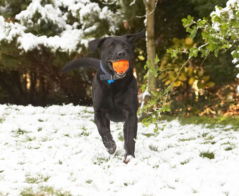 I'm full of the joys of ......... um ......... spring!!
Palabras clave: Animal Animals ball Buddy Canine Canines Dog Dogs Labrador Labradors Land Mammal Land Mammals Play Playing Playtime Snow Terrestrial Mammal Terrestrial Mammals